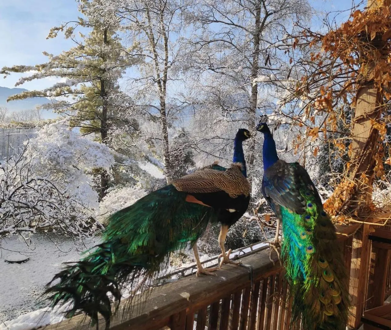 BioAgriturismo Vegan Campo di Cielo Cesiomaggiore Italia