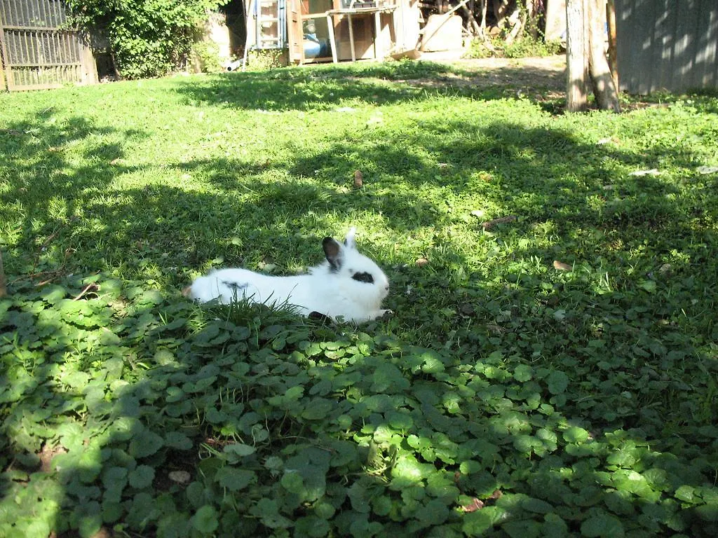 Vakantieboerderij Bioagriturismo Vegan Campo Di Cielo Cesiomaggiore