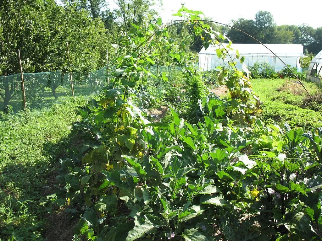 BioAgriturismo Vegan Campo di Cielo Cesiomaggiore Italia