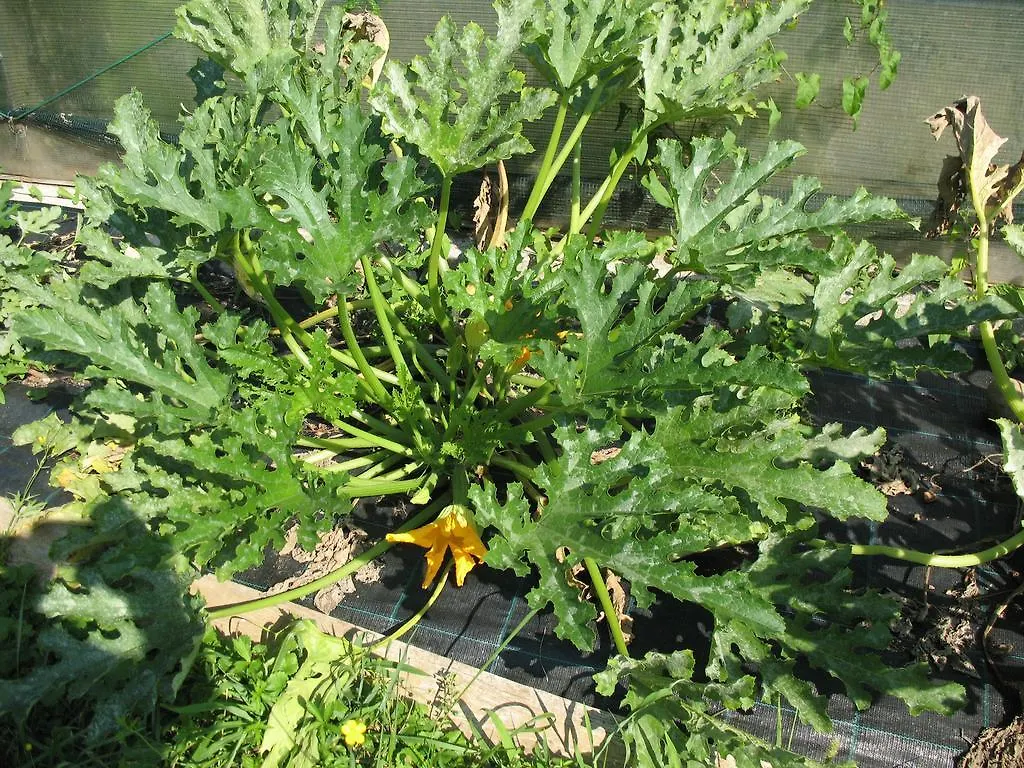 Bioagriturismo Vegan Campo Di Cielo Cesiomaggiore Italien
