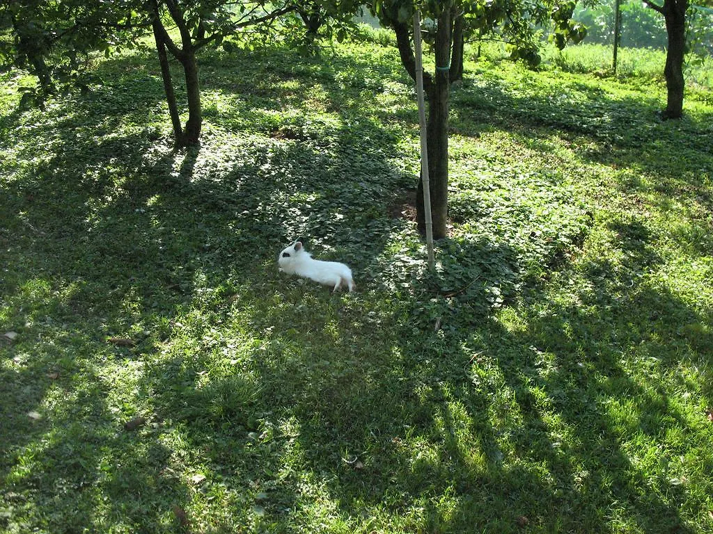 Bioagriturismo Vegan Campo Di Cielo Cesiomaggiore Farma